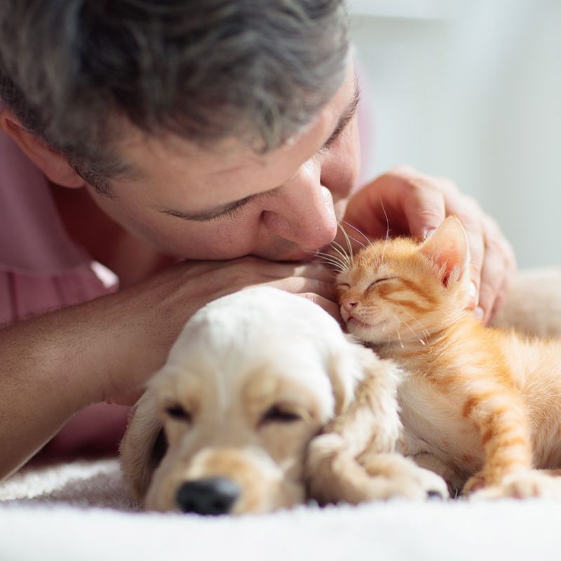 Man kissing a kitten, laying with a cocker spaniel puppy